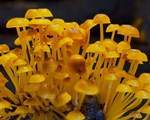 Fungi still 4