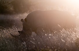 Rhino still 1