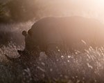 Rhino still 1
