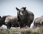 Rhino still 2