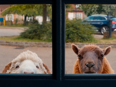 The Sheep Detectives - still 2
