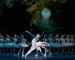 RBO Swan Lake 8