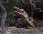 Thunderbirds Alligator still 1