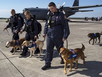 Superpower Dogs