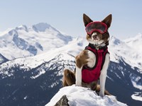 Superpower Dogs
